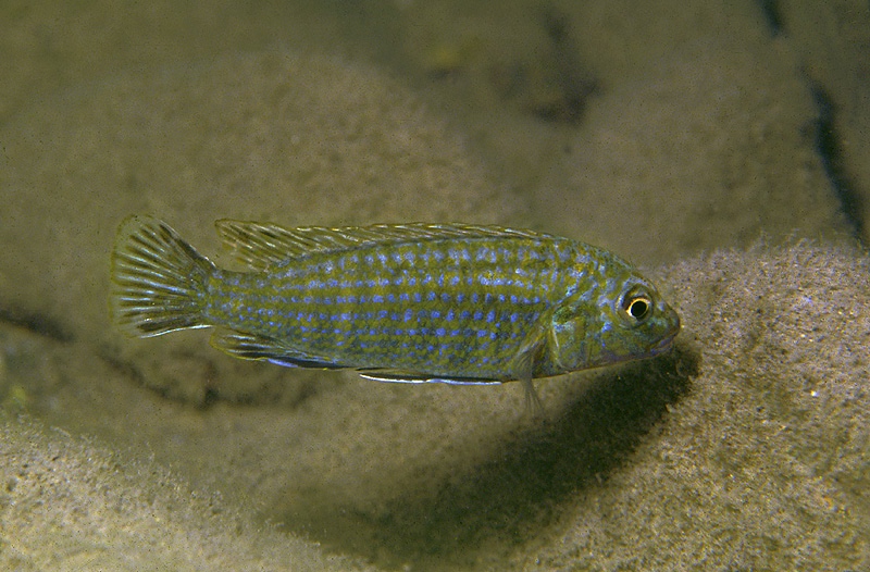 Labidochromis flavigulis 'Chizumulu Island'
